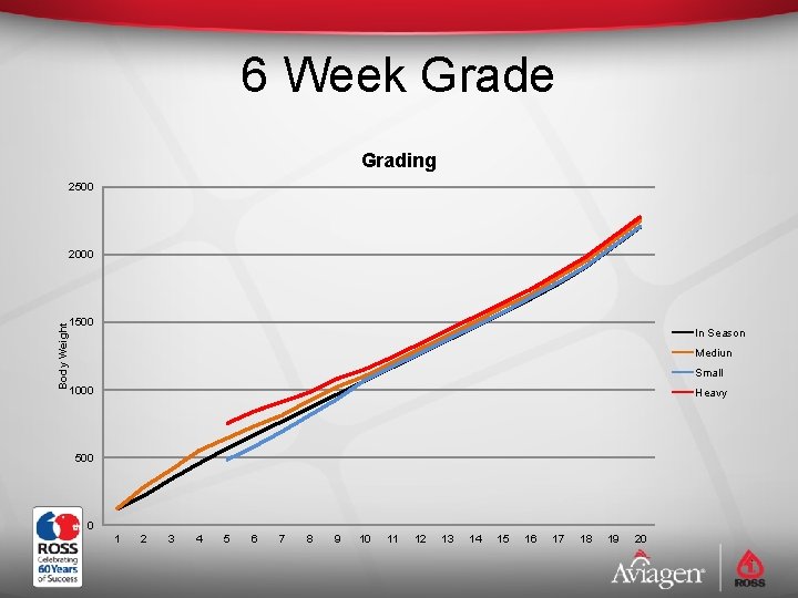 6 Week Grade Grading 2500 Body Weight 2000 1500 In Season Mediun Small 1000