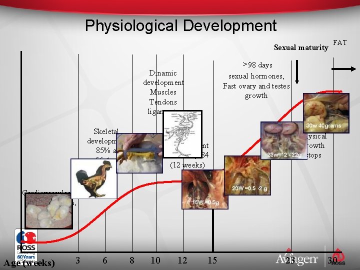 Physiological Development Sexual maturity >98 days sexual hormones, Fast ovary and testes growth Dinamic