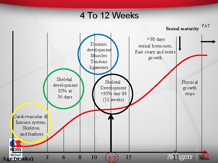 4 To 12 Weeks Sexual maturity >98 days sexual hormones, Fast ovary and testes