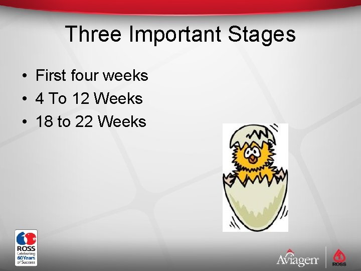 Three Important Stages • First four weeks • 4 To 12 Weeks • 18