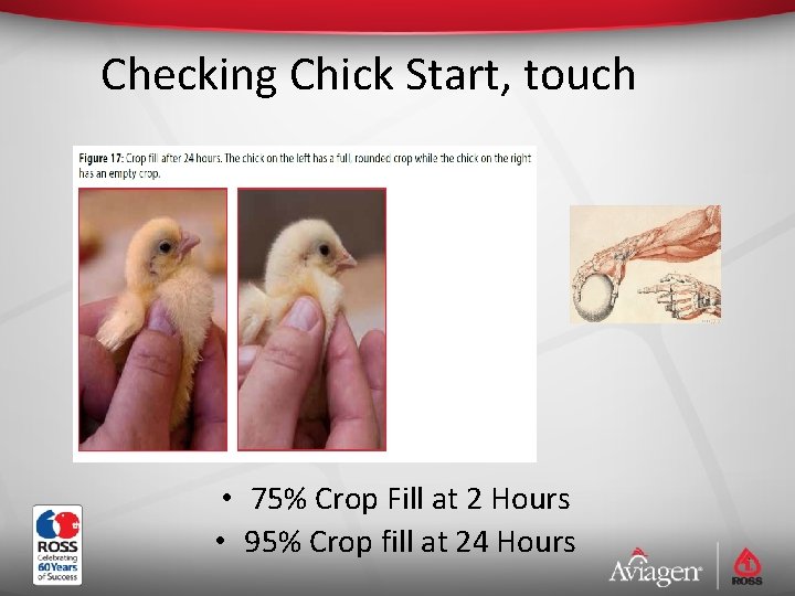 Checking Chick Start, touch • 75% Crop Fill at 2 Hours • 95% Crop