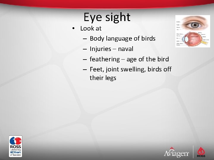 Eye sight • Look at – Body language of birds – Injuries – naval