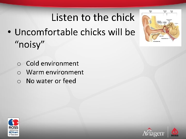 Listen to the chick • Uncomfortable chicks will be “noisy” o Cold environment o