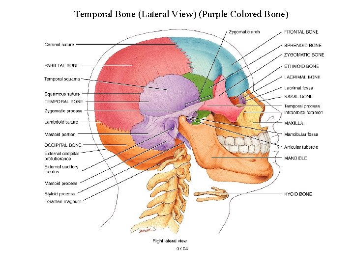Temporal Bone (Lateral View) (Purple Colored Bone) 12 