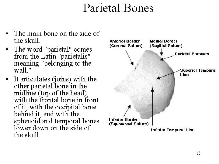 Parietal Bones • The main bone on the side of the skull. • The