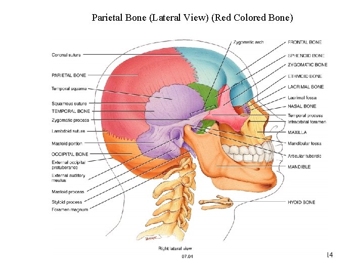 Parietal Bone (Lateral View) (Red Colored Bone) 14 