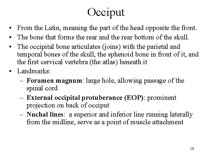 Occiput • From the Latin, meaning the part of the head opposite the front.