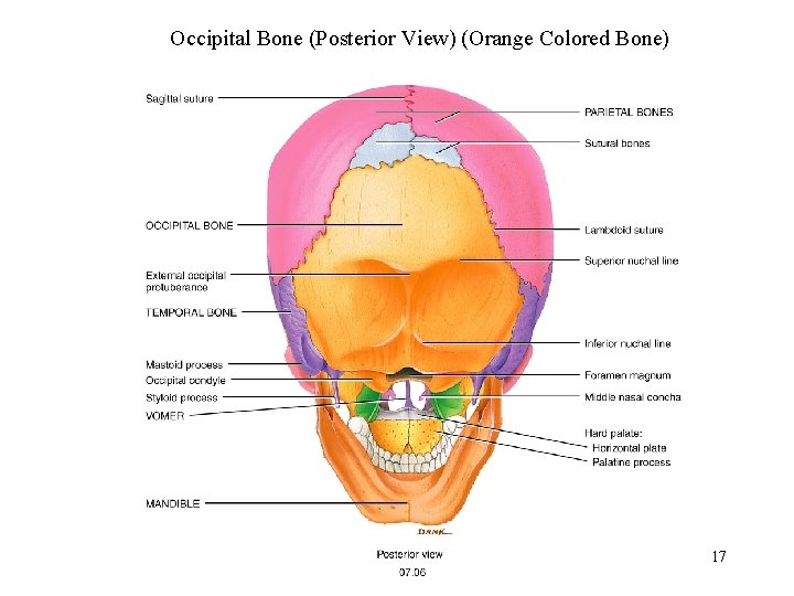 Occipital Bone (Posterior View) (Orange Colored Bone) 17 