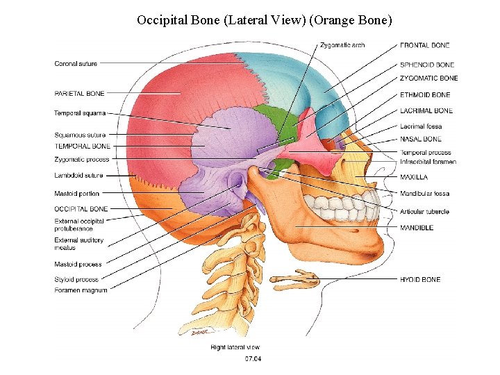 Occipital Bone (Lateral View) (Orange Bone) 18 