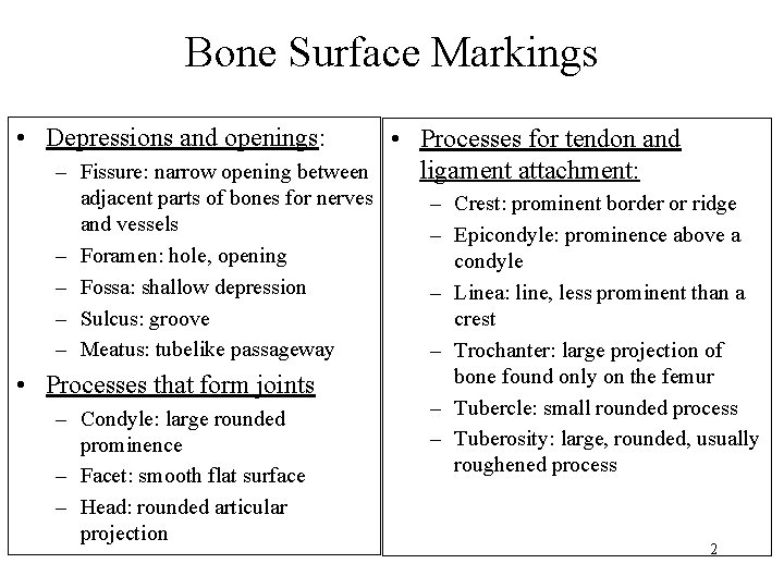 Bone Surface Markings • Depressions and openings: • Processes for tendon and ligament attachment: