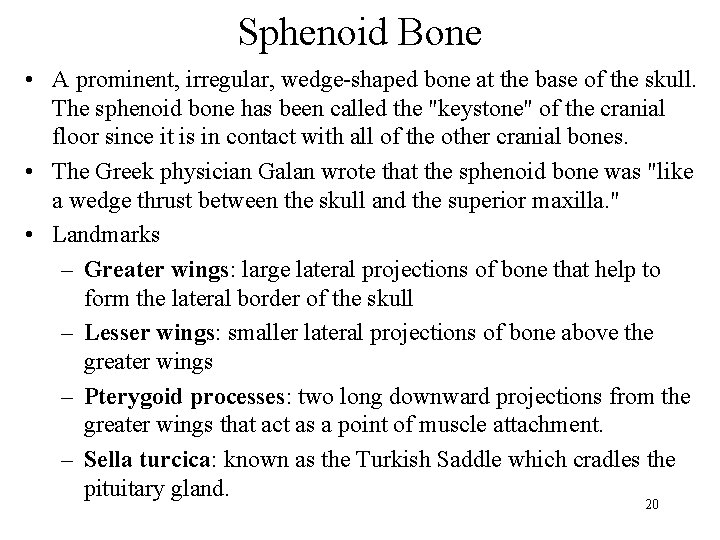 Sphenoid Bone • A prominent, irregular, wedge-shaped bone at the base of the skull.