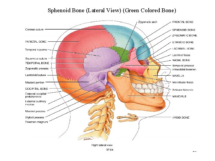 Sphenoid Bone (Lateral View) (Green Colored Bone) 21 