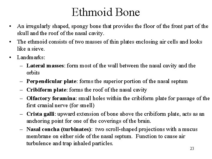 Ethmoid Bone • An irregularly shaped, spongy bone that provides the floor of the