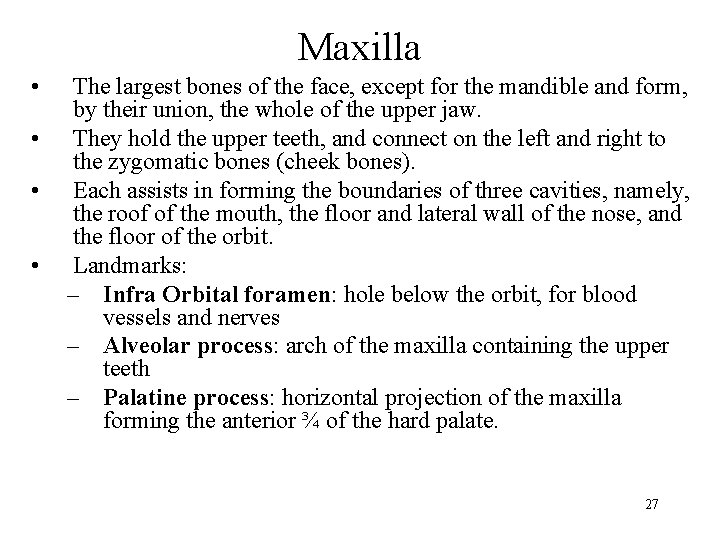 Maxilla • • The largest bones of the face, except for the mandible and