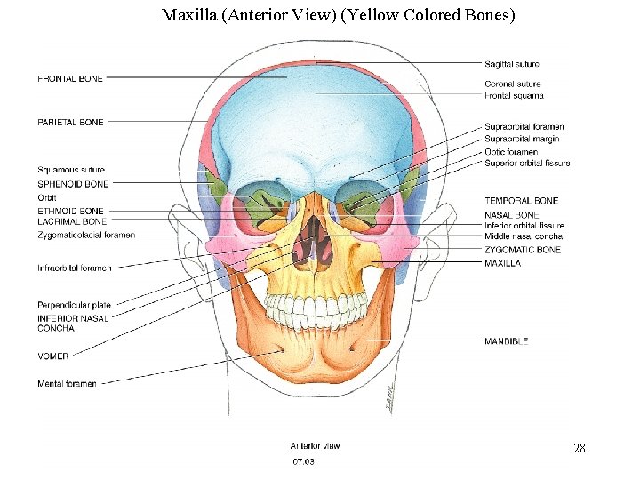 Maxilla (Anterior View) (Yellow Colored Bones) 28 