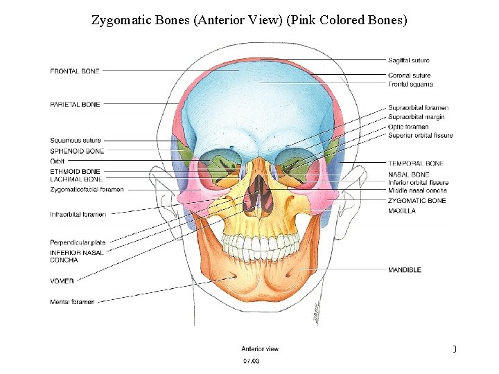 Zygomatic Bones (Anterior View) (Pink Colored Bones) 30 