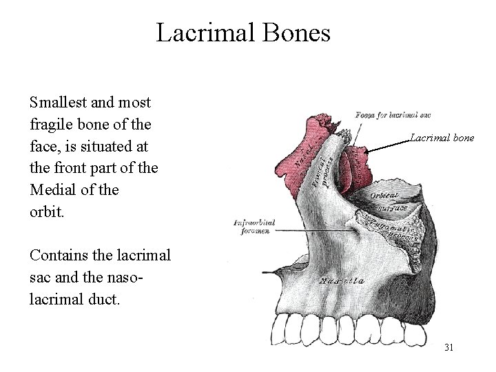Lacrimal Bones Smallest and most fragile bone of the face, is situated at the