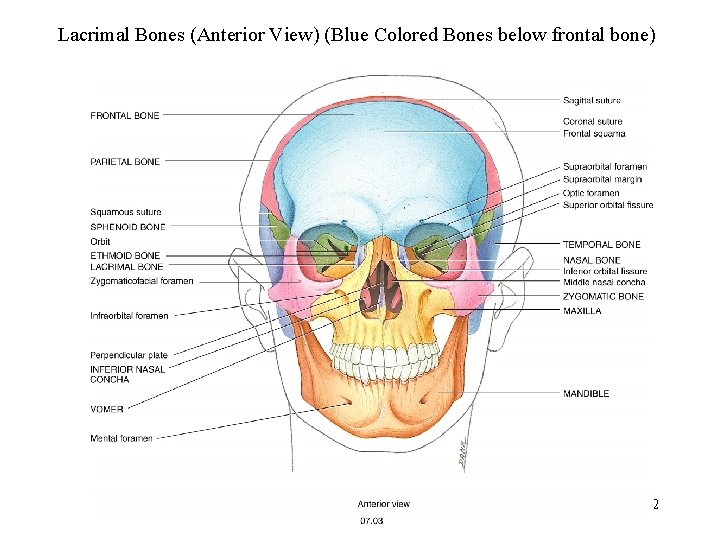 Lacrimal Bones (Anterior View) (Blue Colored Bones below frontal bone) 32 