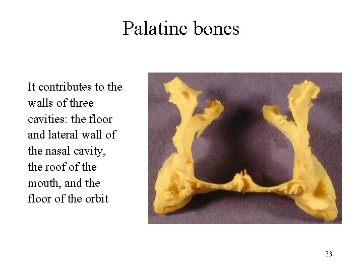Palatine bones It contributes to the walls of three cavities: the floor and lateral