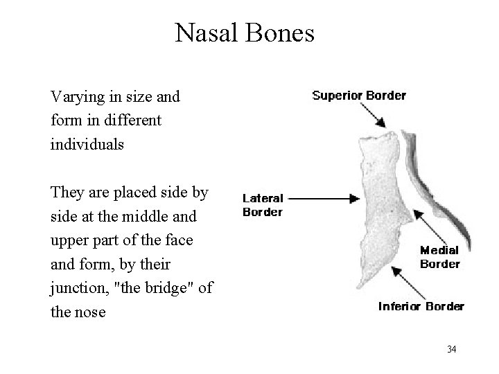 Nasal Bones Varying in size and form in different individuals They are placed side