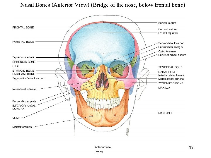 Nasal Bones (Anterior View) (Bridge of the nose, below frontal bone) 35 
