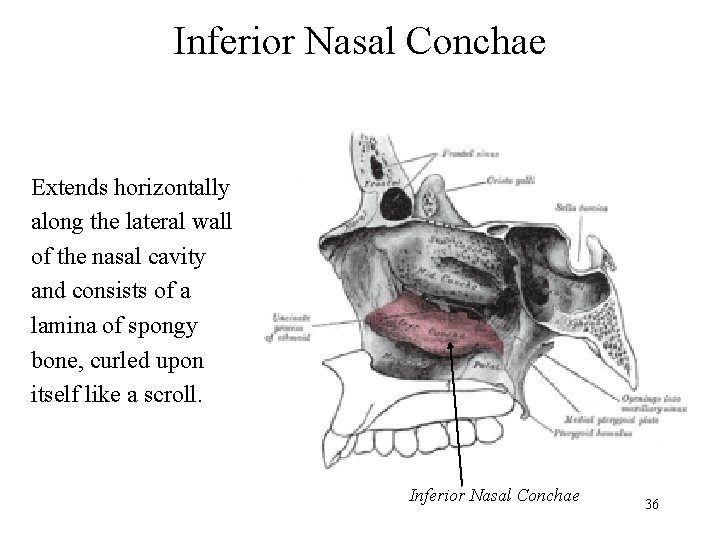 Inferior Nasal Conchae Extends horizontally along the lateral wall of the nasal cavity and