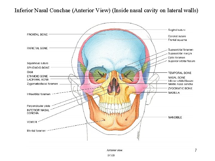 Inferior Nasal Conchae (Anterior View) (Inside nasal cavity on lateral walls) 37 