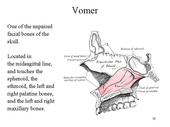 Vomer One of the unpaired facial bones of the skull. Located in the midsagittal