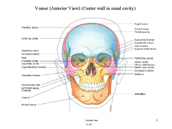 Vomer (Anterior View) (Center wall in nasal cavity) 39 