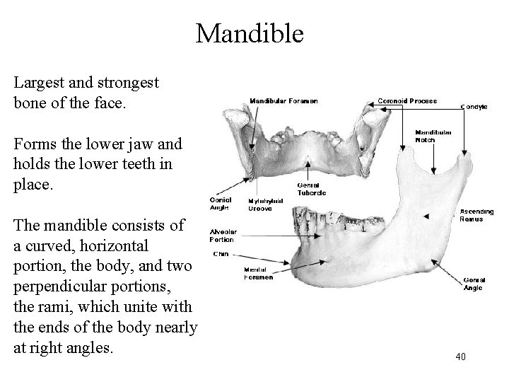Mandible Largest and strongest bone of the face. Forms the lower jaw and holds