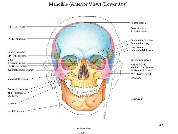 Mandible (Anterior View) (Lower Jaw) 42 