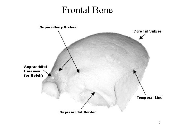 Frontal Bone 6 