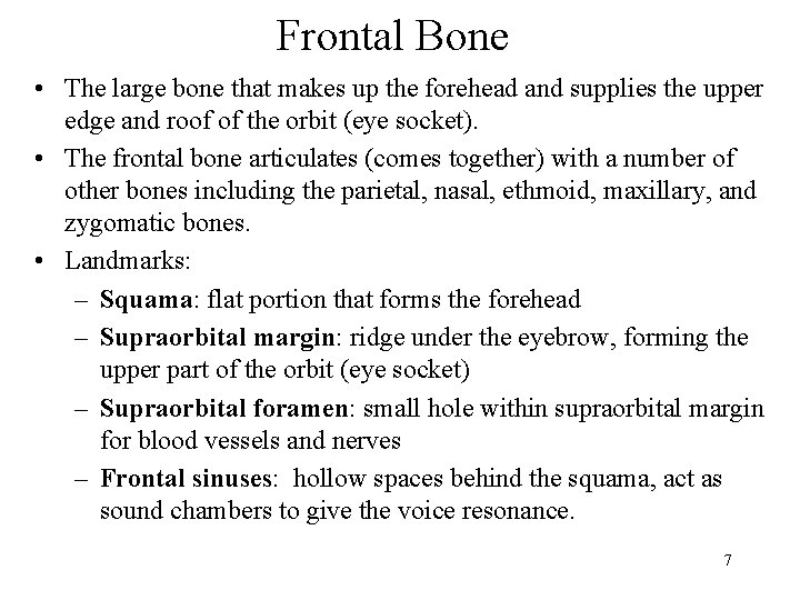 Frontal Bone • The large bone that makes up the forehead and supplies the