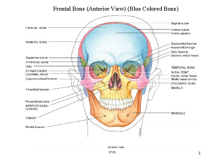 Frontal Bone (Anterior View) (Blue Colored Bone) 8 