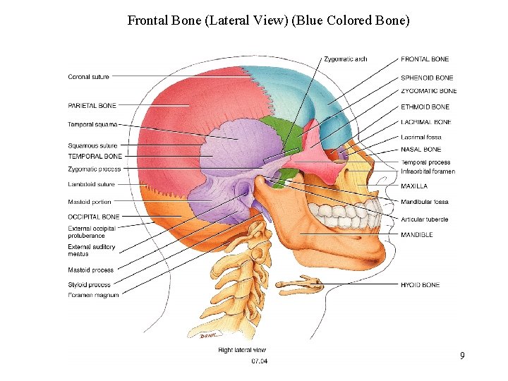 Frontal Bone (Lateral View) (Blue Colored Bone) 9 