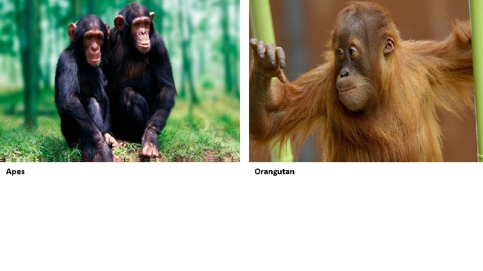 Apes Orangutan 