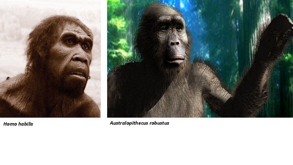 Homo habilis Australopithecus robustus 
