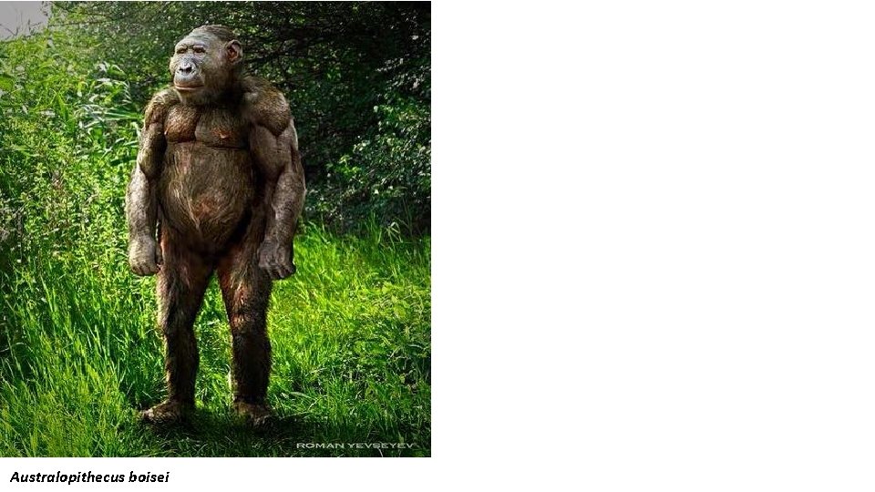 Australopithecus boisei 