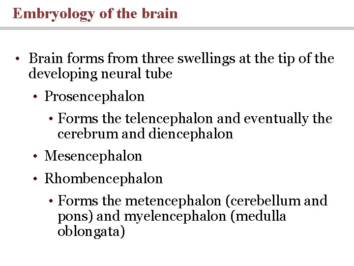 Embryology of the brain • Brain forms from three swellings at the tip of