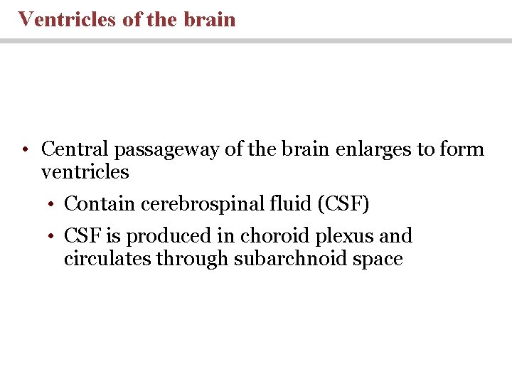Ventricles of the brain • Central passageway of the brain enlarges to form ventricles