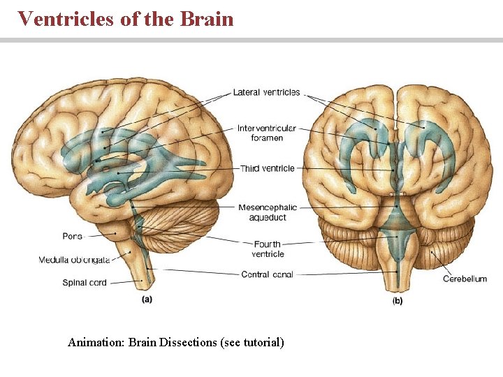 Ventricles of the Brain Animation: Brain Dissections (see tutorial) 