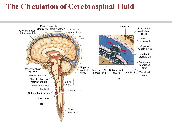 The Circulation of Cerebrospinal Fluid 