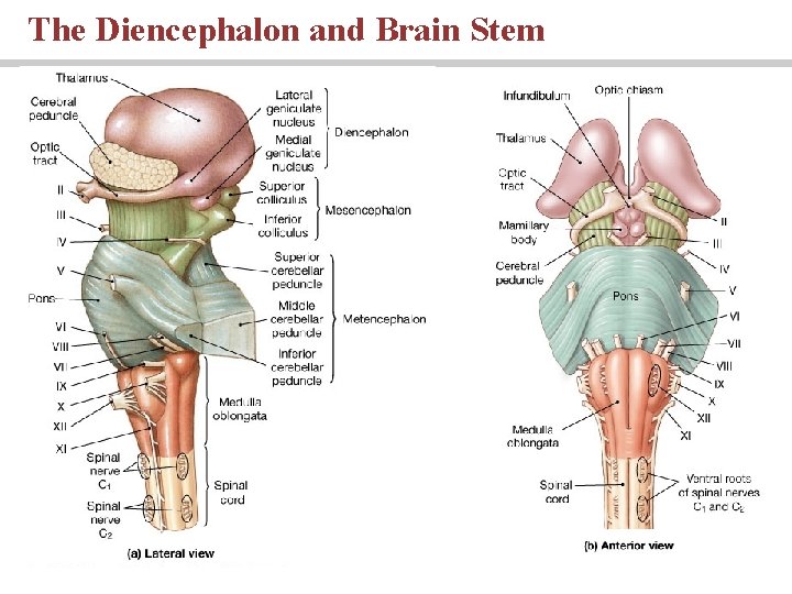 The Diencephalon and Brain Stem 