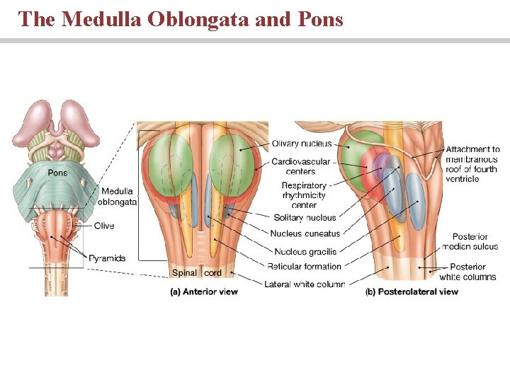 The Medulla Oblongata and Pons 