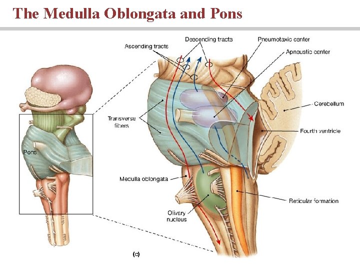 The Medulla Oblongata and Pons 