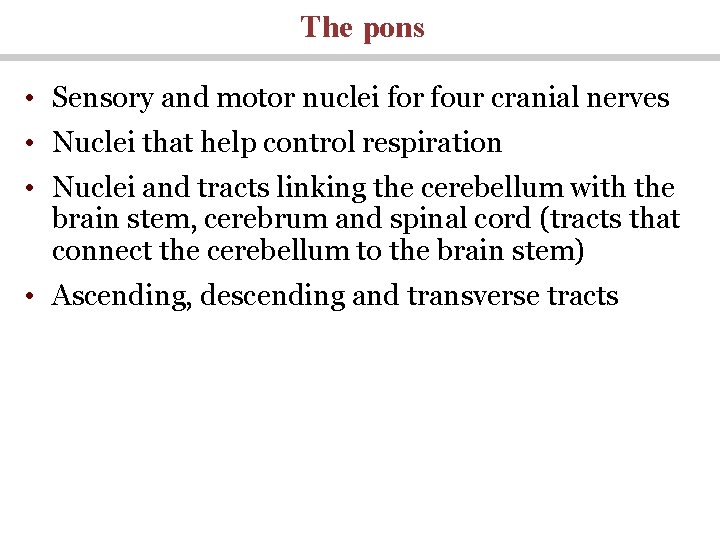 The pons • Sensory and motor nuclei for four cranial nerves • Nuclei that