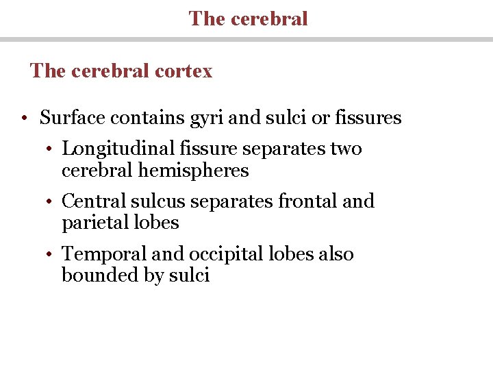 The cerebral cortex • Surface contains gyri and sulci or fissures • Longitudinal fissure