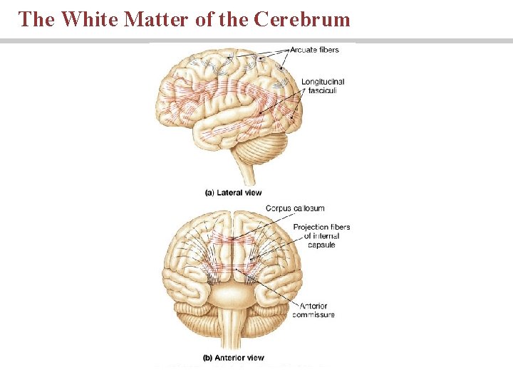 The White Matter of the Cerebrum 