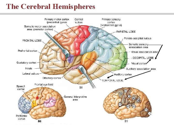 The Cerebral Hemispheres PLAY 