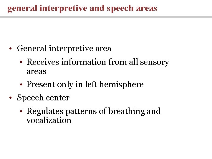 general interpretive and speech areas • General interpretive area • Receives information from all